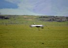 Jufferkraanvogel (demoiselle crane) (Grus virgo) op weg naar Orkhon Falls 16-08-2016 (8)